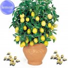 Rare Lemon, 20 Seeds, balcony patio potted fruit trees planted seeds