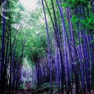 Rare Purple Bamboo, 30 Seeds, beautiful outdoor garden perennial plants