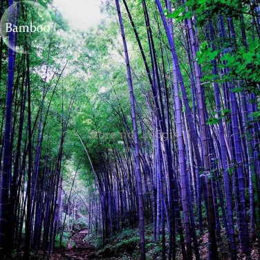 Rare Purple Bamboo, 30 Seeds, beautiful outdoor garden perennial plants