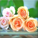 Rare Golden Pink Mixed Rose Flower Seeds, Professional Pack, 20 Seeds
