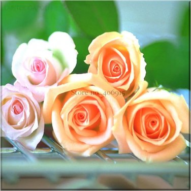 Rare Golden Pink Mixed Rose Flower Seeds, Professional Pack, 20 Seeds
