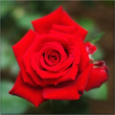 Rare Fresh Red Chinese Rose Flower Seeds, Professional Pack, 20 Seeds
