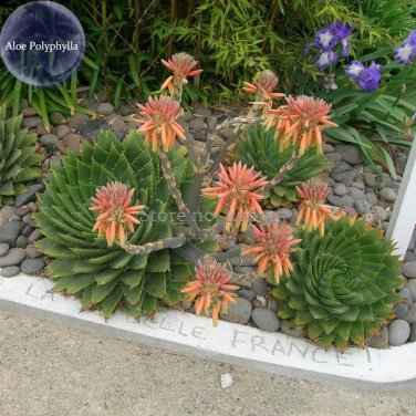Rare 100% Genuine genuine Aloe Polyphyll, 1 seed