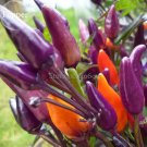 Rare Colorful Pot Tabasco Hot Pepper, 30 seeds