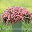 Rare Heirloom Pink Garden Petunia with Red Eye Flower Seeds, 100 Seeds