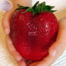 Rare BELLFARM Rarest Heirloom Super Giant Japan Red Strawberry Organic Bonsai 100 pcs Seeds