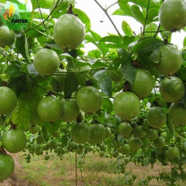 Rare Passiflora Edulis Passion Fruit Seeds, 30 Seeds