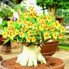 Rare BELLFARM Yellow Adenium Red Stripe Desert Rose, 2 Seeds
