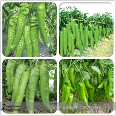 Rare Heirloom Light Green Long 'Sheep Horn' Sweet Pepper Vegetable F1 Seeds 20+