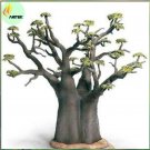 Rare Adansonia Digitata Bonsai African Baobabs Seeds, 2 Seeds