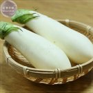 Rare Asian White Eggplant Seeds, 100 Seeds, Professional Pack, big organic vegetables