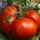 Rare Super Rare Red Giant Competition Tomato Seeds, 100 Seeds,