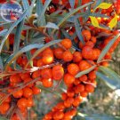 Rare Sea Buckthorn Shrub Seeds, 20 Seeds, Professional Pack