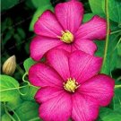 Rare 100PCS Rare Clematis Plant Seeds Rose Red Flowers