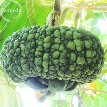 Rare Archaizing Antique Pumpkin, 4 seeds, ornamental edible vegetables