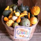 Rare Ornamental Gourds 'Small Mixed' Lagenaria Siceraria Seeds, Professional Pack, 10 Seeds
