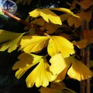 Rare BELLFARM Maidenhair Fossil Tree Gingko Biloba Bonsai Seeds, Professional Pack, 5 Seeds