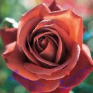 Rare *UNIQUE* Louis Xiv Rose seeds Perennials 50 Seeds Heirloom *EXOTIC*