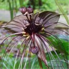 Rare BLACK BAT FLOWER Tacca Chantrieri Cat's Whiskers Devil Flower 10 Seeds