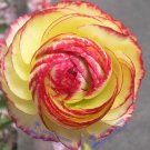 Rare 1 Professional Pack, Aprrox 20 seeds / pack, Beautiful Flowering Blubs