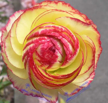 Rare 1 Professional Pack, Aprrox 20 seeds / pack, Beautiful Flowering Blubs