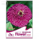 Rare Beautiful Purple Fireball Zinnia Flower Seeds, 50 seeds