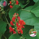 Rare BELLFARM Runner Bean 'Scarlet' Phaseolus coccineus Flower Seeds, 15 seeds