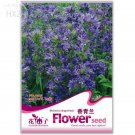 Rare Beautiful Dracocephalum Moldavica Flower Seeds, 20 seeds