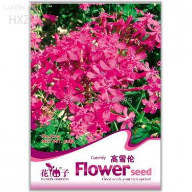 Rare Beautiful Dwarf Sharon Flowers Seeds, 50 seeds