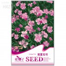 Rare Colorful Pink Seeds Dianthus Chinensis Flower Garden Seeds, 50 seeds