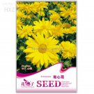 Rare Beautiful Sneezeweed Flower Seeds, 50 seeds, balcony patio
