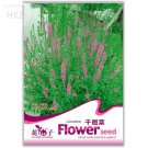 Rare Beautiful Lythrum Salicaria Flowers Seeds, 50 seeds