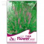 Rare Beautiful Lythrum Salicaria Flowers Seeds, 50 seeds