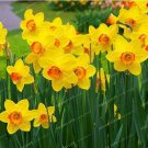 Rare 100 PCS Narcissus Flowers Seeds