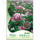 Rare Tartary Buckwheat Flowers Seeds, Original Pack, 35 seeds