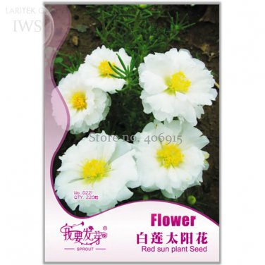 Rare Beautiful White Sun Plant Seeds, Original Pack, 220 seeds