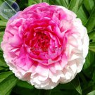 Rare Heirloom 'Rose Heart' Peony Flower, 5 Seeds
