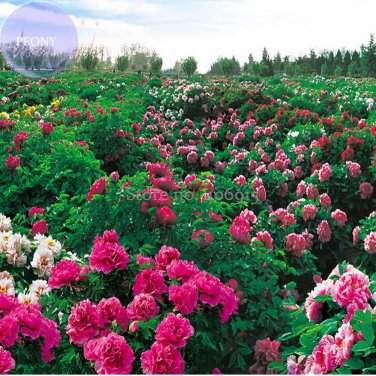Rare Heirloom 'Xuan li' Dark Red, White, Yellow, Rose Red Mixed Peony Tree, 5 Seeds