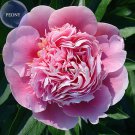 Rare Heirloom 'Tou guan' Pink Peony Shrub, 5 Seeds, globular big flowers
