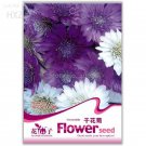 Rare Xeranthemum Annuum Flower Seeds, 30 seeds, suitable for dried flowers