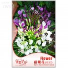 Rare Beautiful Drunk Butterfly Flower Seeds, Original Pack, 60 seeds