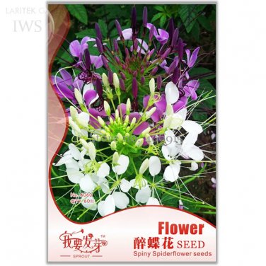 Rare Beautiful Drunk Butterfly Flower Seeds, Original Pack, 60 seeds