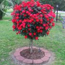 Rare Heirloom Big Blooming Fresh Red Rose Tree for Landscape, 50 seeds
