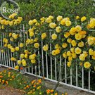 Rare Yellow Short Climbing Rose, 50 Seeds, 40-50cm tall climbing plants
