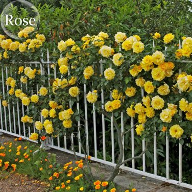Rare Yellow Short Climbing Rose, 50 Seeds, 40-50cm tall climbing plants