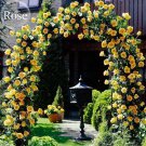 Rare Heirloom Big Blooming Yellow Turbine-like Climbing Rose, 50 seeds