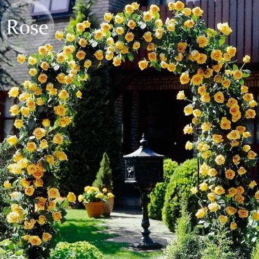 Rare Heirloom Big Blooming Yellow Turbine-like Climbing Rose, 50 seeds