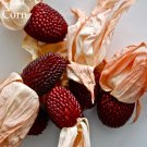 Rare Heirloom Red Popping Corn, 8 seeds, strawberry corn