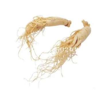 Rare Chinese Ginseng 100 Seed, Panax Ginseng Flores