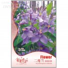 Rare Herbs Plant February Lan Orychophragmus Violaceus Flower Seeds, Original Pack, 120 seeds